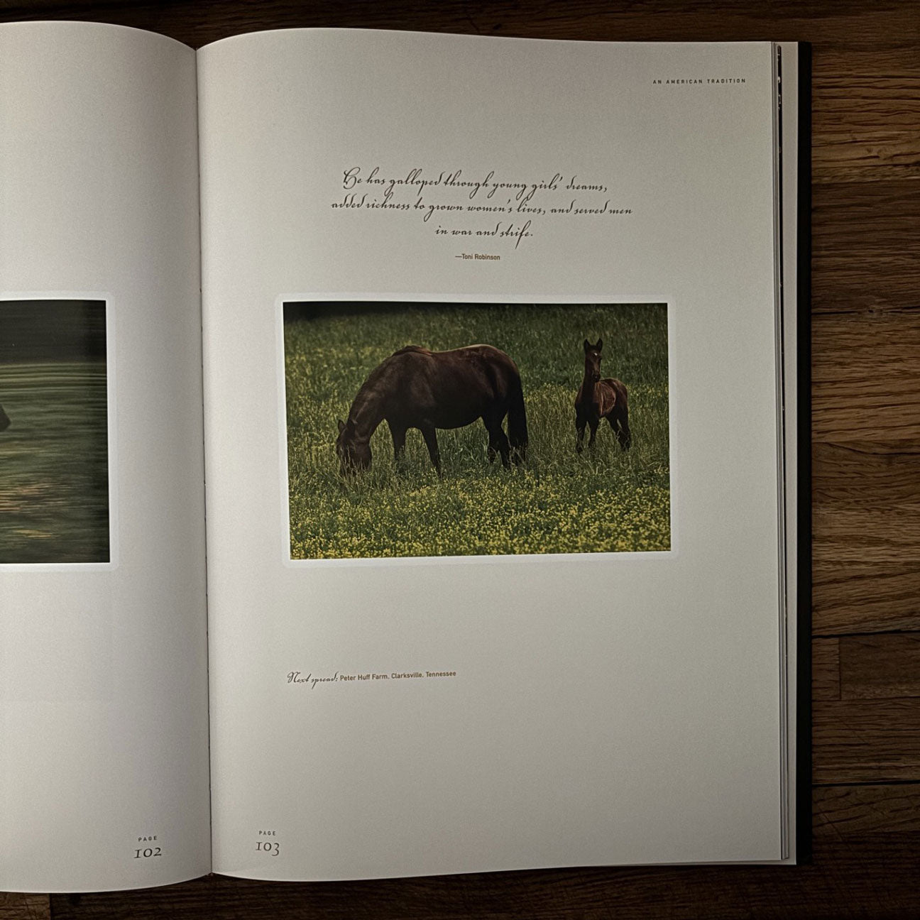 Tennessee Walking Horse: An American Tradition Book